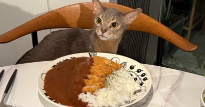 久々カツカレーの夜ごはんと、楽天マラソンラストスパート