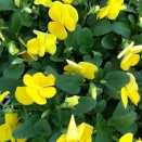 wantonly and capriciously 気まぐれに 思いつきで