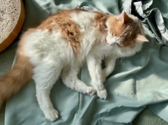 カーテンを洗う時の猫との攻防戦