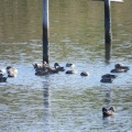 2026年10月17日の野鳥公園