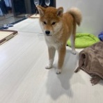 名古屋市 北区 ペットショップ ワンラブ NEWクロスタウン店ブログ