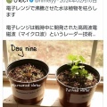 電子レンジで水を沸かして植物にかけると枯れてしまうことが判明