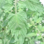  簡単！ズボラ家庭菜園ブログ(๑≧౪≦)