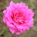 バラ：エンジェルローラ　画像