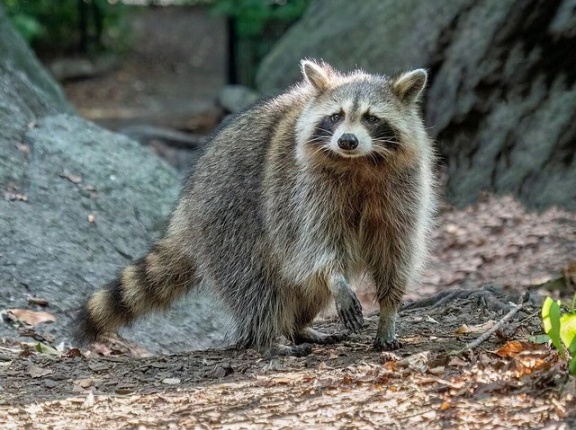 フランス人「お前らの言語でアライグマを直訳するとどうなる？」