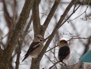 【冬の庭】そ～っとそ～っと落ちないように横歩き♪でも最後はやっぱり・・・！