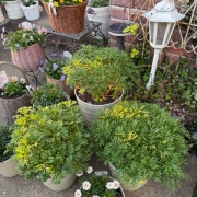 ＊コスパ最強ボンザマーガレットの鉢増し