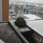 殿とコトラ