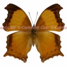 ソトグロカバタテハ♀ (ラオス) Rhinopalpa polynice polynice