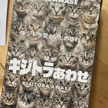 キジトラ愛が試される!話題のカードやってみたよ！