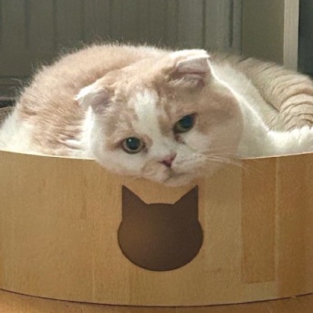 遊び方がワンちゃんみたいな猫