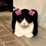 海の近くに猫と住んでる