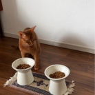早起きしてサークルを歩くりすたんに、飼い主はビクビクしているのだよ