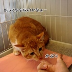 猫とお酒と日々のこと