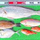 2026年5月13日　釣果