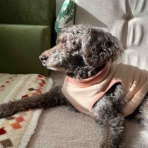 意志のあるサクラの強い目線