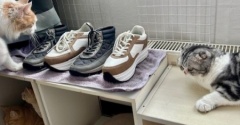 靴を洗って干すと猫がやってくる話とDIYの話