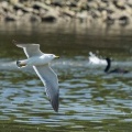 2026年6月13日の野鳥公園