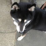 ちょいとそこログ