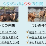 動物園の一日