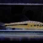 『4月13日(木)熱帯魚入荷情報！』の画像