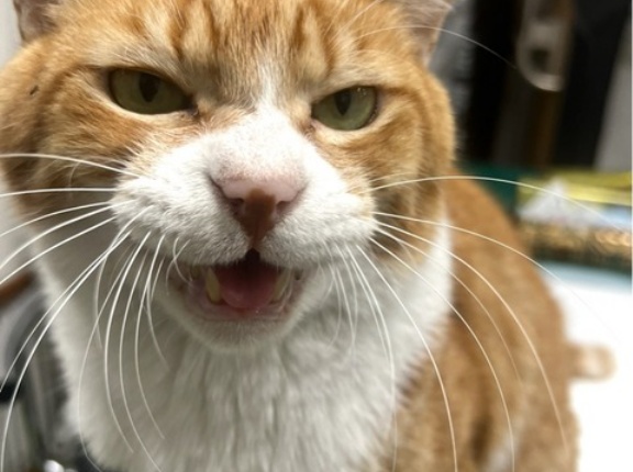 チャトです💓😸💓明日は明日の風が吹く、、、