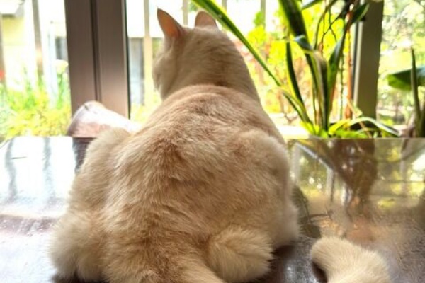 ねこ 猫 ネコ好きは とまらニャィッ♪