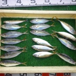 海山フィッシングセンター