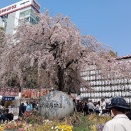 上野公園花見2026