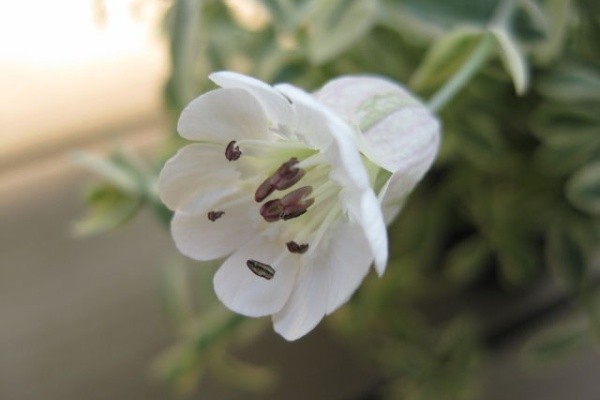 みーの花日記 ｼﾚﾈ