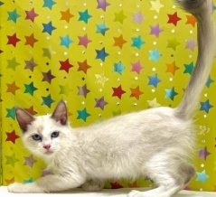 	 新しいねこちゃんの紹介です😸