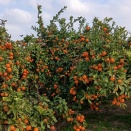 雨森芳洲「交隣提醒」に見る誠信外交精神/雨森芳洲《交鄰提醒》中所體現的誠信外交精神/雨森芳洲《交邻提醒》中所体现的诚信外交精神