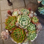 ロココのやさしい時間