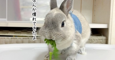 うさぎのルリ(10/20追記)