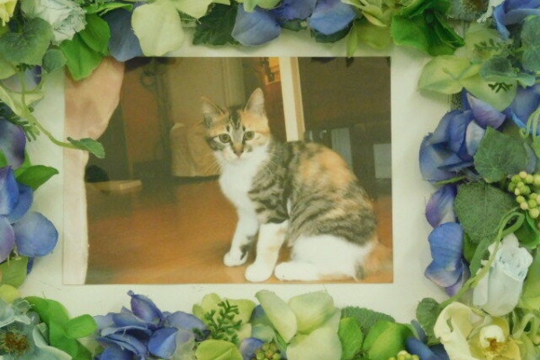 水戸ペットセレモニーのblog ペット火葬 霊園 茨城 水戸市 21年03月