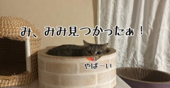 彩ちゃんのお散歩(室内)