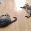皆さ〜ん！夏バテしてませんか〜？(*´ω｀*)