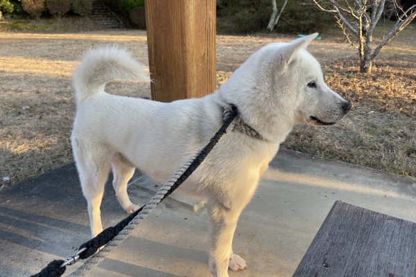 犬ゆう様専用11/20