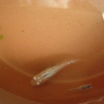 OYAJIのメダカ飼育&魚釣り奮闘記