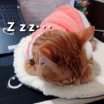 にゃんこ三昧な生活