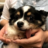 『【犬】メルちゃん♀の舌と歯』の画像