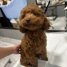 トリミング室より