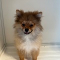 お店のワンちゃん紹介🐶