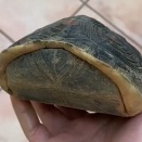 頭と前足を完全に隠せる密閉っぷりが素晴らしいハコガメ