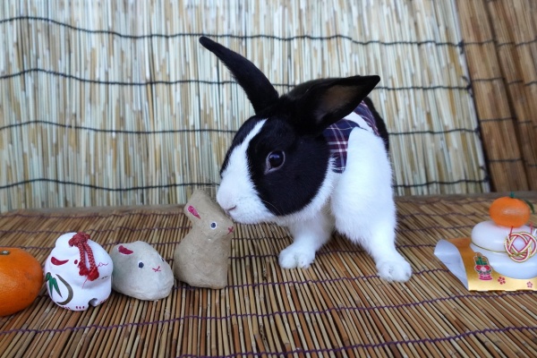 兎鳥庵日記 - 日常