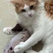 7年前に買ったおもちゃで遊ぶ2歳の猫