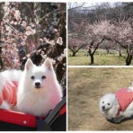 シェビーズのブログ