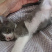 ユニークな猫の写真を集めてみました