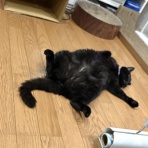 おそらくその平凡こそ幸せ　猫と私と家族の日常