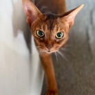 早起きしてサークルを歩くりすたんに、飼い主はビクビクしているのだよ